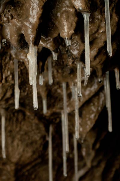 Soda straw stalactites in Rat's Nest Cave, Canmore Alberta — fragile hollow calcite speleothems growing at approximately 30cm per 2000 years in the Canadian Rockies cave system